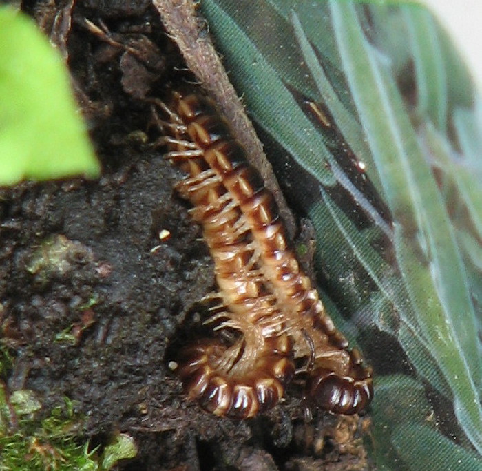 Polydesmidae del mio giardino